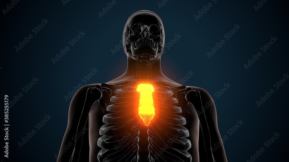 3d illustration of human skeleton sternum bone anatomy 3d illustration of human skeleton sternum bone anatomy