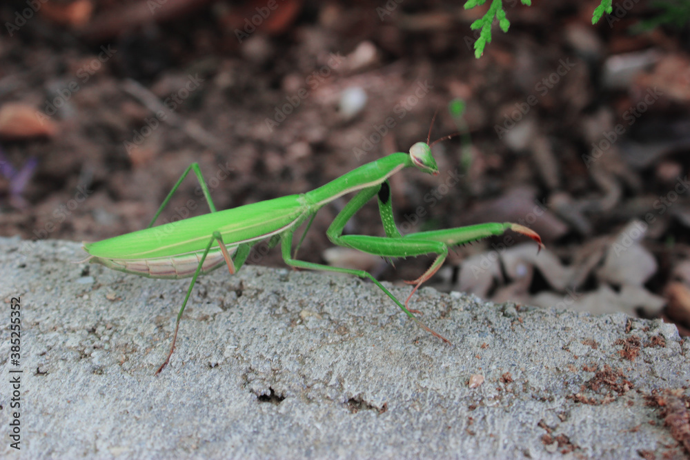 The Green Exotic Praying Mantis Standing For A New Hunt The Green Exotic Praying Mantis Standing For A New Hunt
