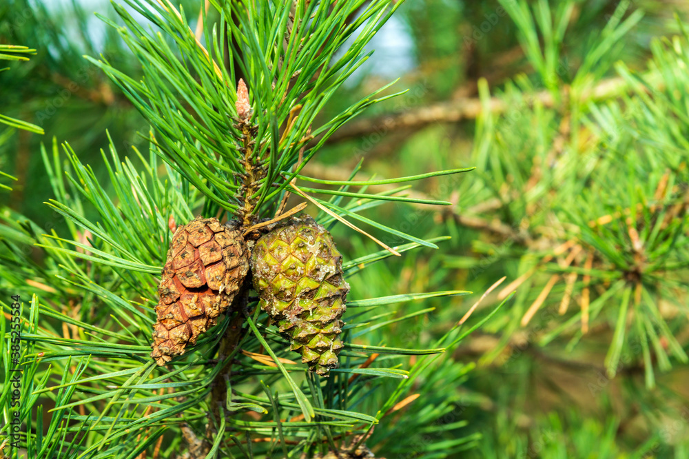 Two closed brown Lodgepole Pinecone on a pine branch with green needles in forest of mountains Two closed brown Lodgepole Pinecone on a pine branch with green needles in forest of mountains