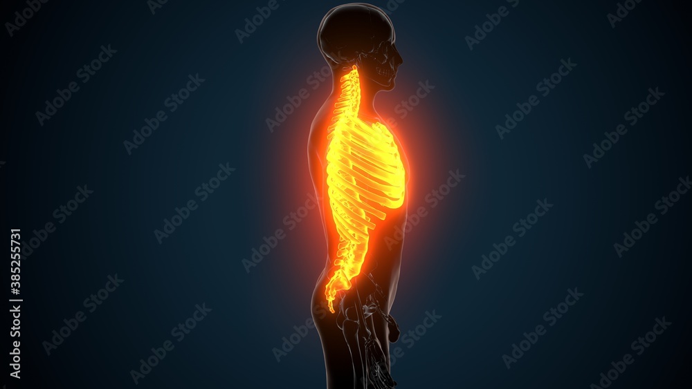 human skeleton system axial skeletal anatomy 3d Illustration
human skeleton system axial skeletal anatomy 3d Illustration