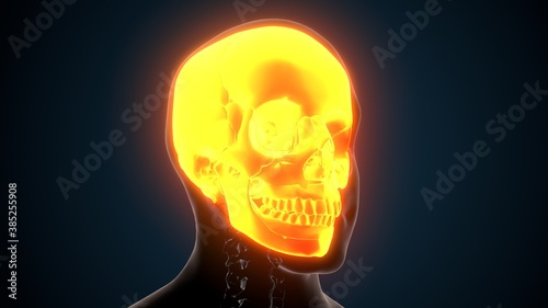 3d render of human skeleton skull bone anatomy 