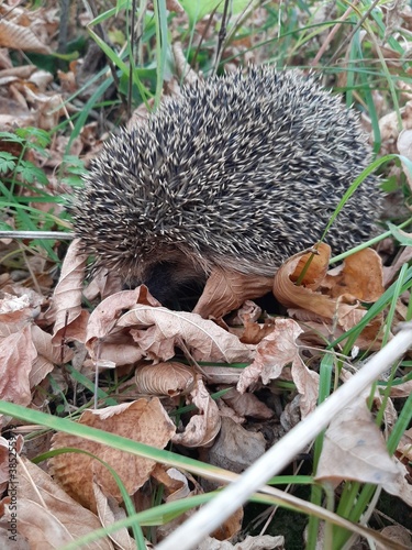 hedgehog in the forest