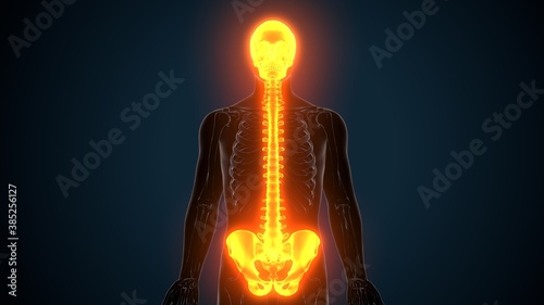 3d illustration of Axial skeleton Include ,skull , vertebral column and ribs anatomy.
 photo