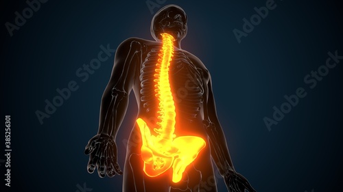 3d illustration of human skeleton spinal and hip bone anatomy 