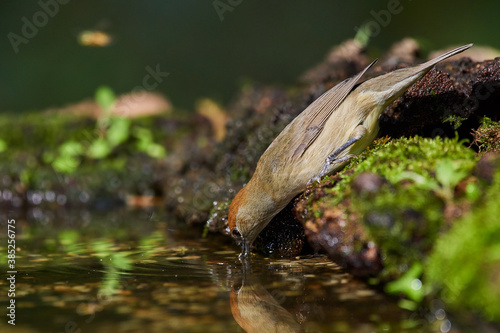 Eurasian blackcap in natural environment, Danube wetland, Slovakia, Europe