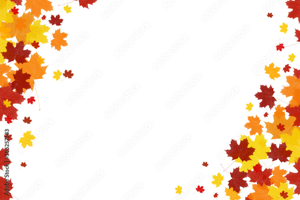 Beautiful bright autumn background with maple leaves on a white background. Copy space