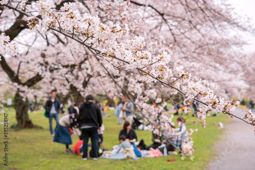 Picnic under cherry trees (Hanami) in Tokyo, Japan　東京の公園で花見をする人々 ファミリー