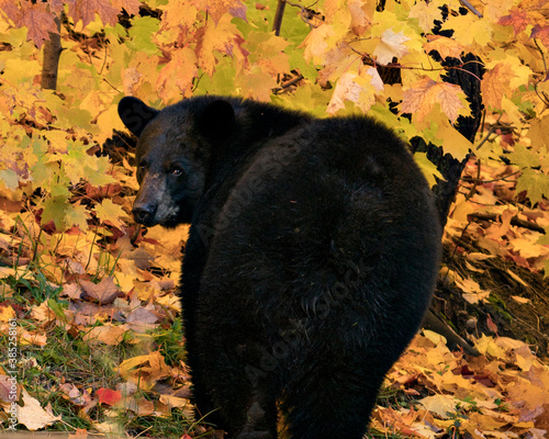 Black Bear Stock Photo. Black Bear close-up profile view looking at camera in the autumn season with maple leaves background in its environment and habitat displaying black fur. Bear Photo.