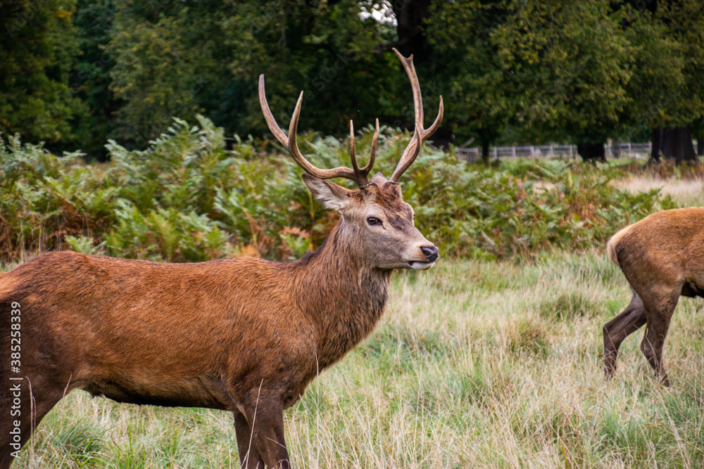 Photo of a beautiful and strong male deer during rutting season in the nature in Richmond park, London Photo of a beautiful and strong male deer during rutting season in the nature in Richmond park, London