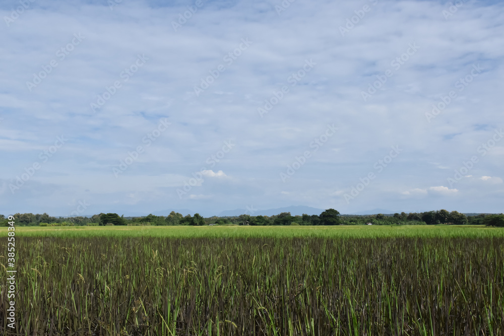 A landscape of rice paddy fields.