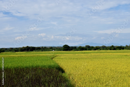 A landscape of rice paddy fields.