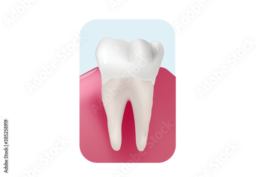 Fototapeta Naklejka Na Ścianę i Meble -  A healthy white tooth in healthy gum. Teeth whitening concept vector illustration