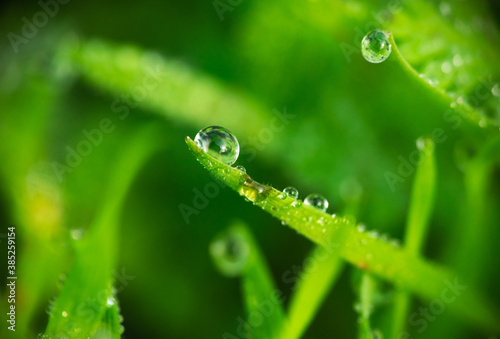 Nice morning dew on green grass close up macro photography nature