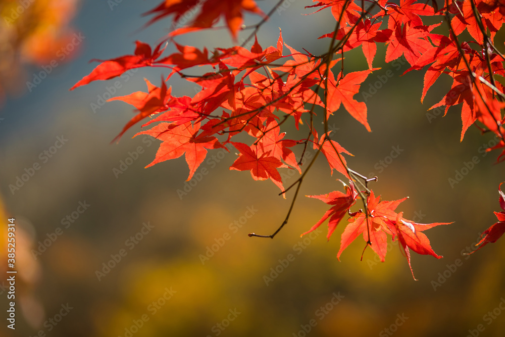 Red maple leaf close-up photo on autumn forest background in Korea
