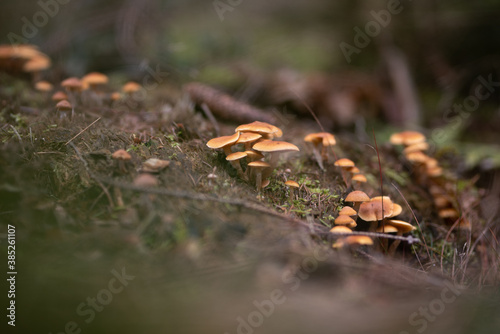 Wald im Herbst © Alexander Hilgenberg