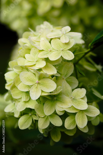  Gently green flowers of Gortensia. Close-up.