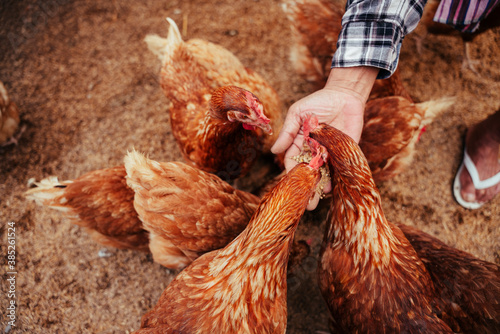 Farmer feeding chicken with rice and grain at indoor farm.