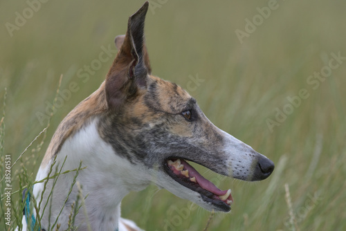 Close up side profile of pet greyhounds face with ears pricked.