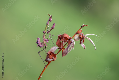Photos Graceful insect Empusa pennata on a dry sprig waiting for prey in the meadow