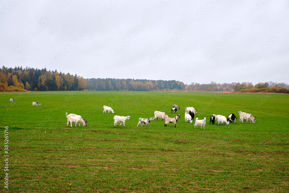 A small herd of domestic goats eats grass on a green meadow on an overcast autumn day.