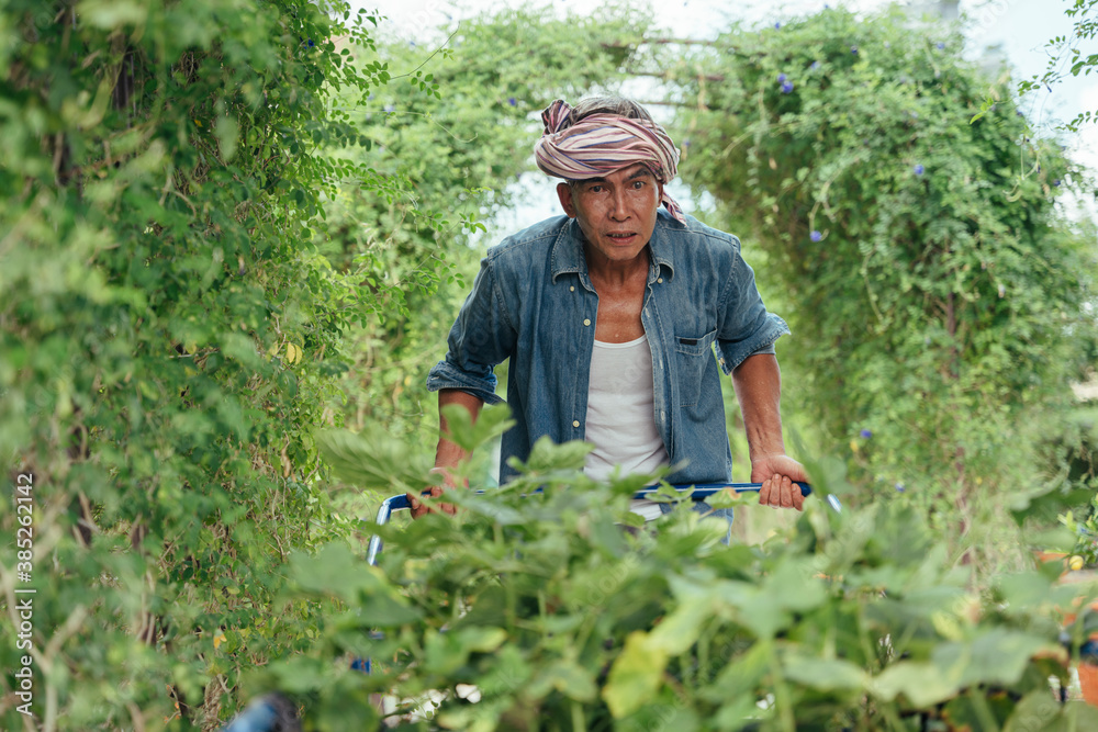 Fototapeta premium Asian elderly farmer working pushing wheelbarrow in a farm.