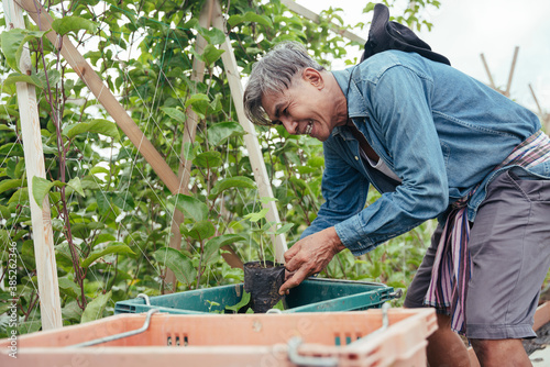 Asian elderly farmer pick up seedling plant from basket.