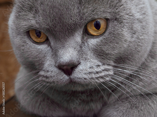 Beautiful grey cat of the British breed close-up.