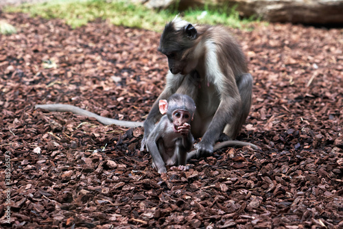 beautiful calf of white-naped mangabey while she modisque looks forward and her mother holds her tail so that she does not go far in a zoo in valencia spain