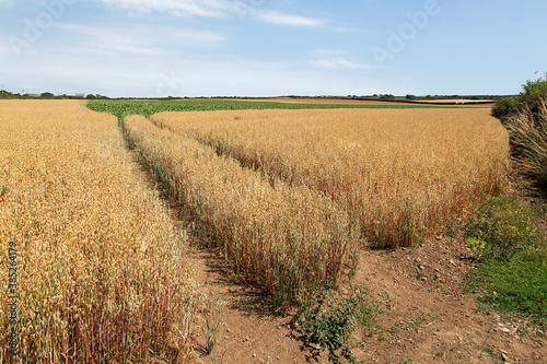 A crop of barley badly effected by a heat wave and drought during the summer months. The stalks are dry and brown and without rain the crop will fail - British farming.