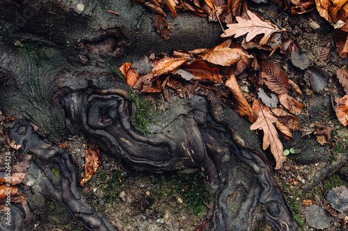 autumn leaves and tree roots abstract detail on forest ground