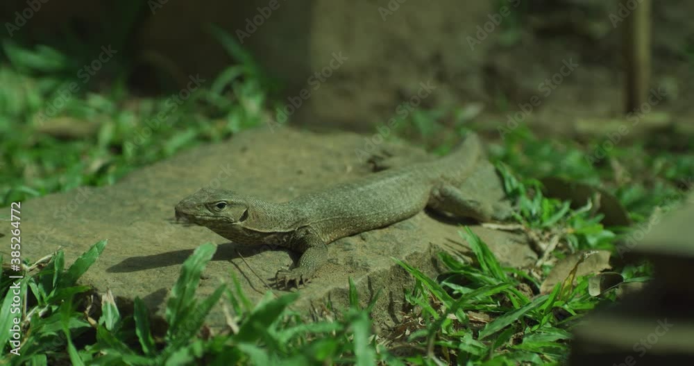 lizard on a tree lizard on a tree