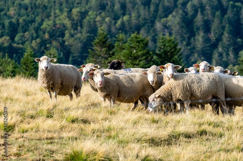 sheep farming in mountain pasture