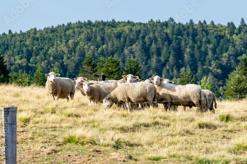 sheep farming in mountain pasture