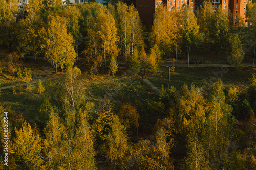 autumn in the forest