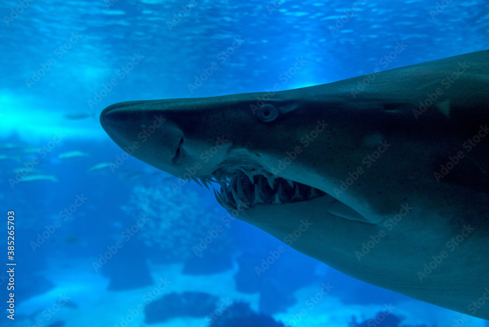 Fototapeta premium discovery of the city of Lisbon in Portugal. Romantic weekend in Europe. Oceanário of Lisboa