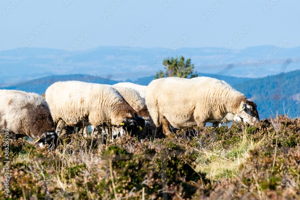 Obraz premium sheep farming in mountain pasture