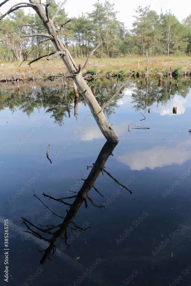 Dead trees and branches in a moor lake, mirroring in the dark water. In the marshland Pietzmoor, located on the southern edge of the Lüneburg Heath Nature Reserve. Northern Germany, Europe.