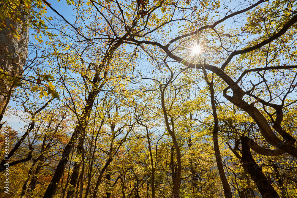 Naklejka premium A tree in the forest with yellow autumn leaves