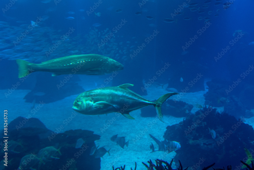 discovery of the city of Lisbon in Portugal. Romantic weekend in Europe. Oceanário of Lisboa