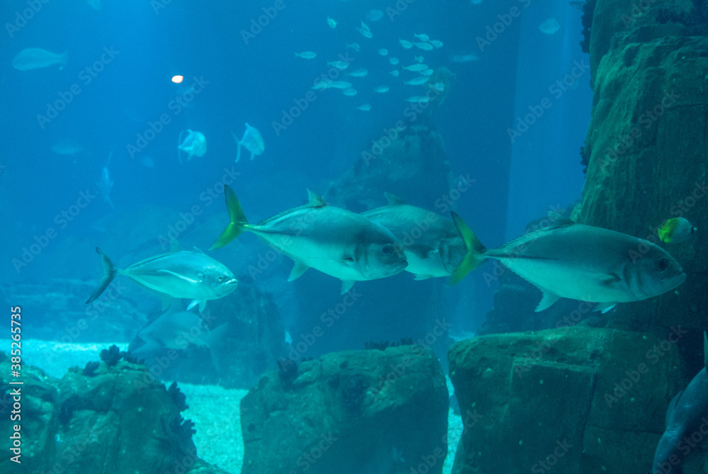 Fototapeta premium discovery of the city of Lisbon in Portugal. Romantic weekend in Europe. Oceanário of Lisboa