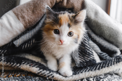 A cute red-white-black kitten lies in soft blankets or plaids. High quality photo. Copyspace