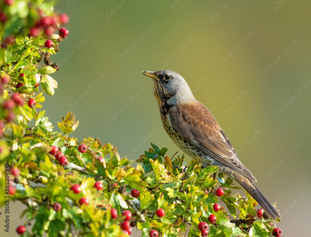 Fototapeta premium Fieldfare (Turdus pilaris).