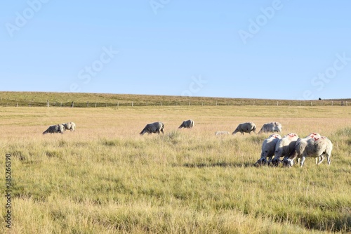 sheep farming in mountain pasture