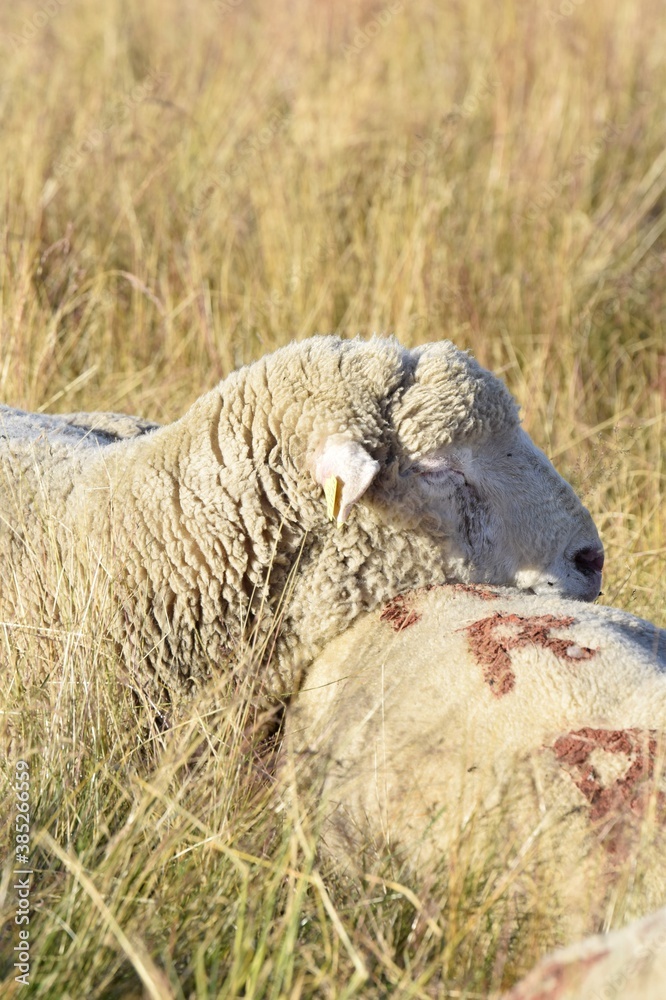Obraz premium sheep farming in mountain pasture