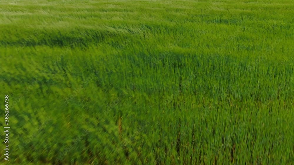 Low span over a green field. Windy weather. Aerial flight over green grass that sways in the wind. Low span over a green field. Windy weather. Aerial flight over green grass that sways in the wind.