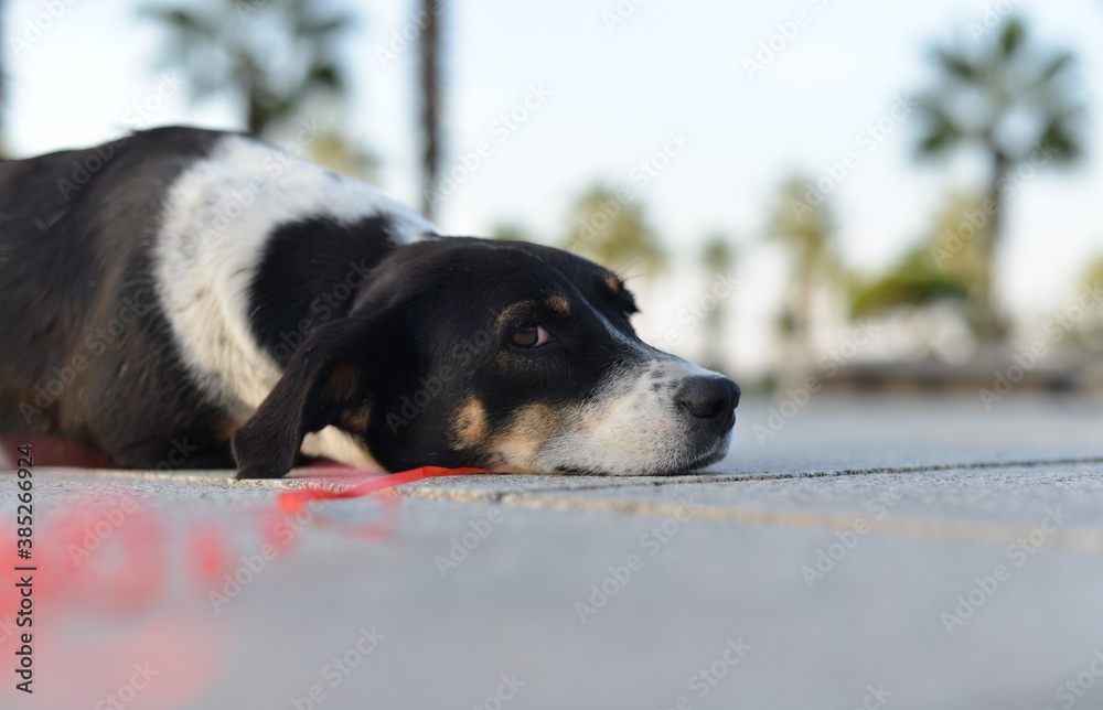 Portrait of a black dog lying in the park