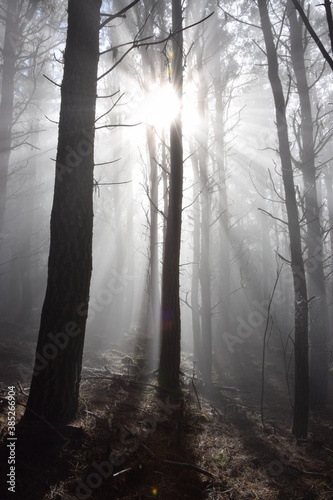 Mystical foggy forest in Tenerife  Spain. Sunlight falls into misty forest.