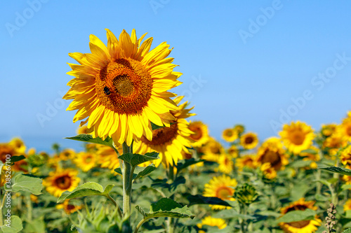 Field of beautiful yellow sunflowers with a summer blue sky background - Helianthus- helios.