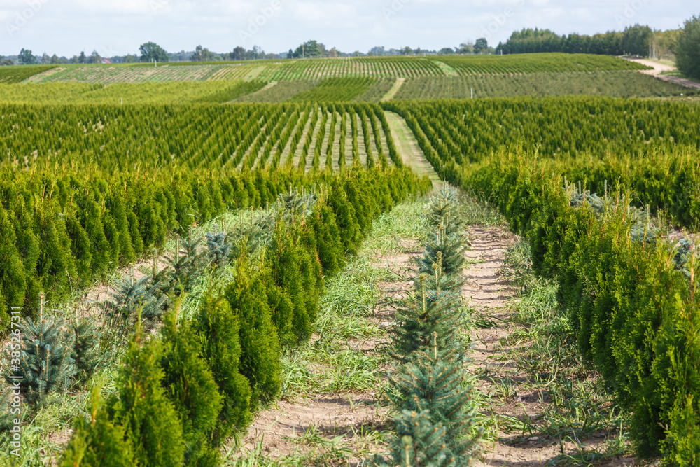 Obraz premium rows of young conifers in greenhouse with a lot of plants on plantation