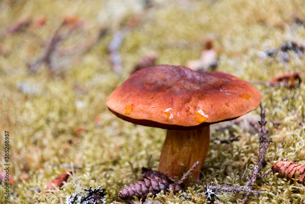 mushroom in the woods